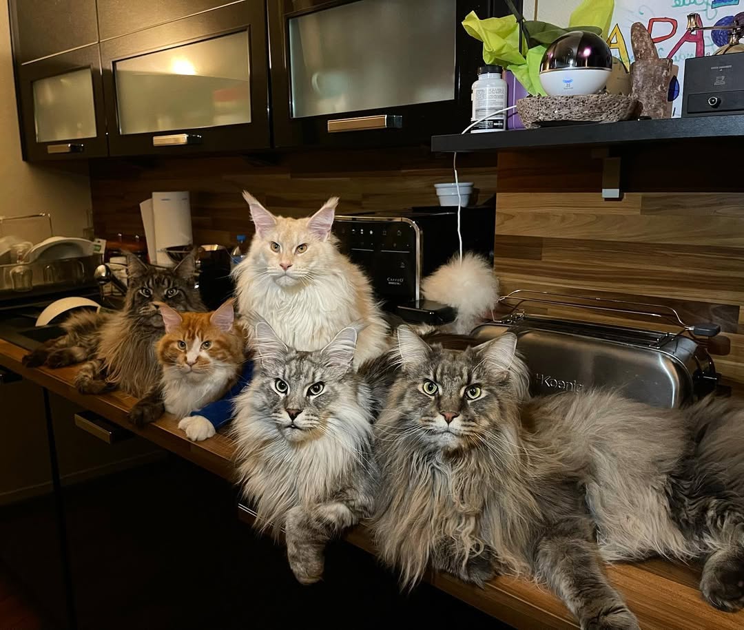 Maine Coon Cat