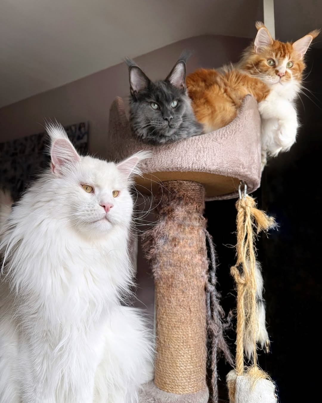 Why Choose Playful Maine Coons