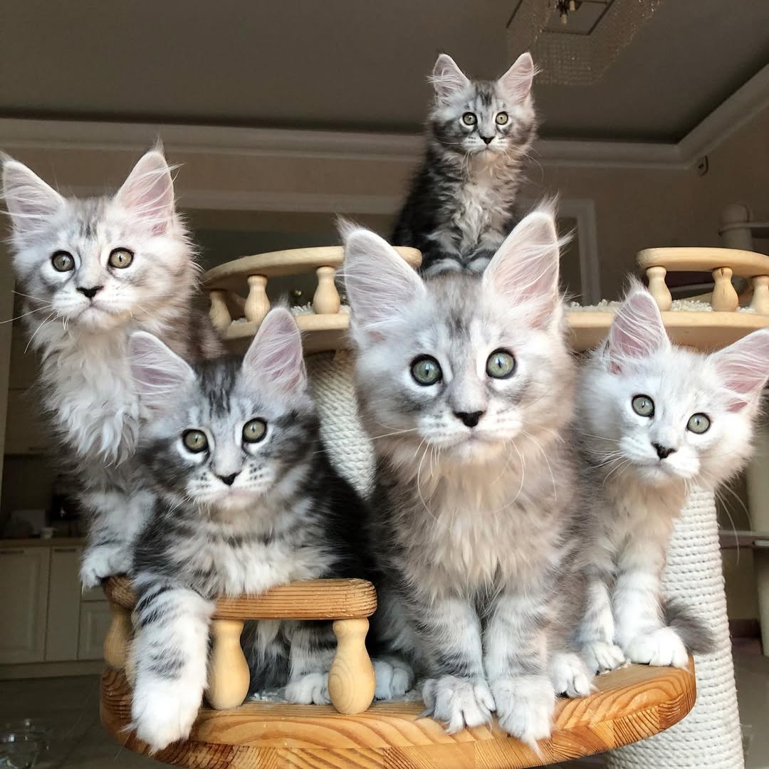 Playful Maine Coons