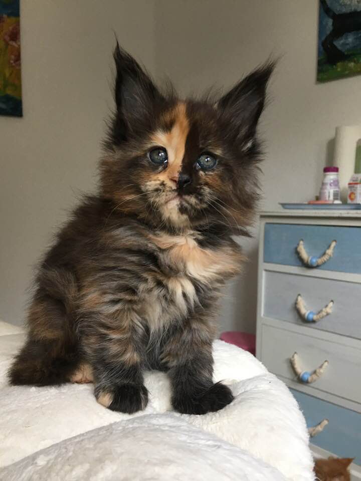 Bella Female