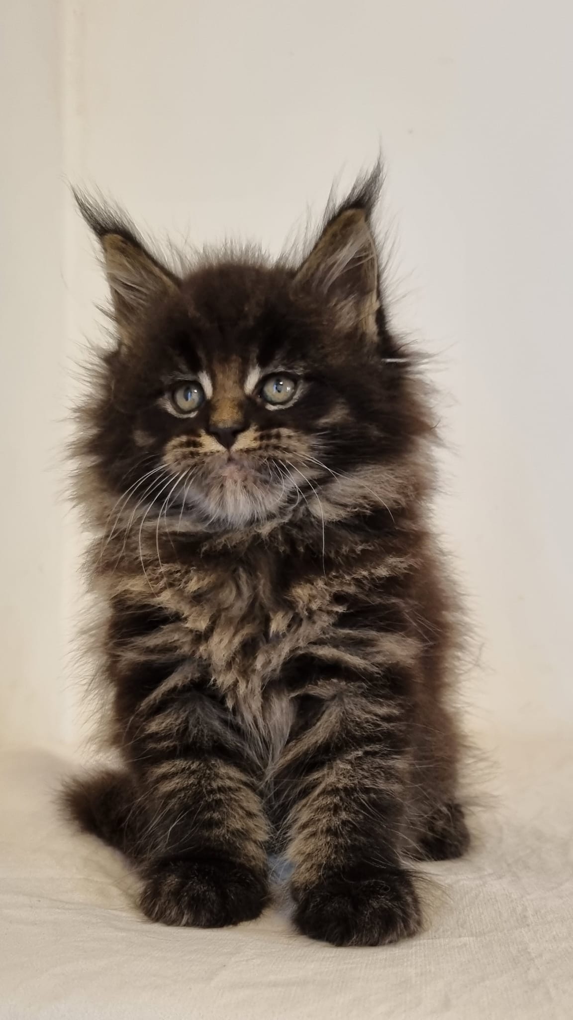 Maine Coon Image