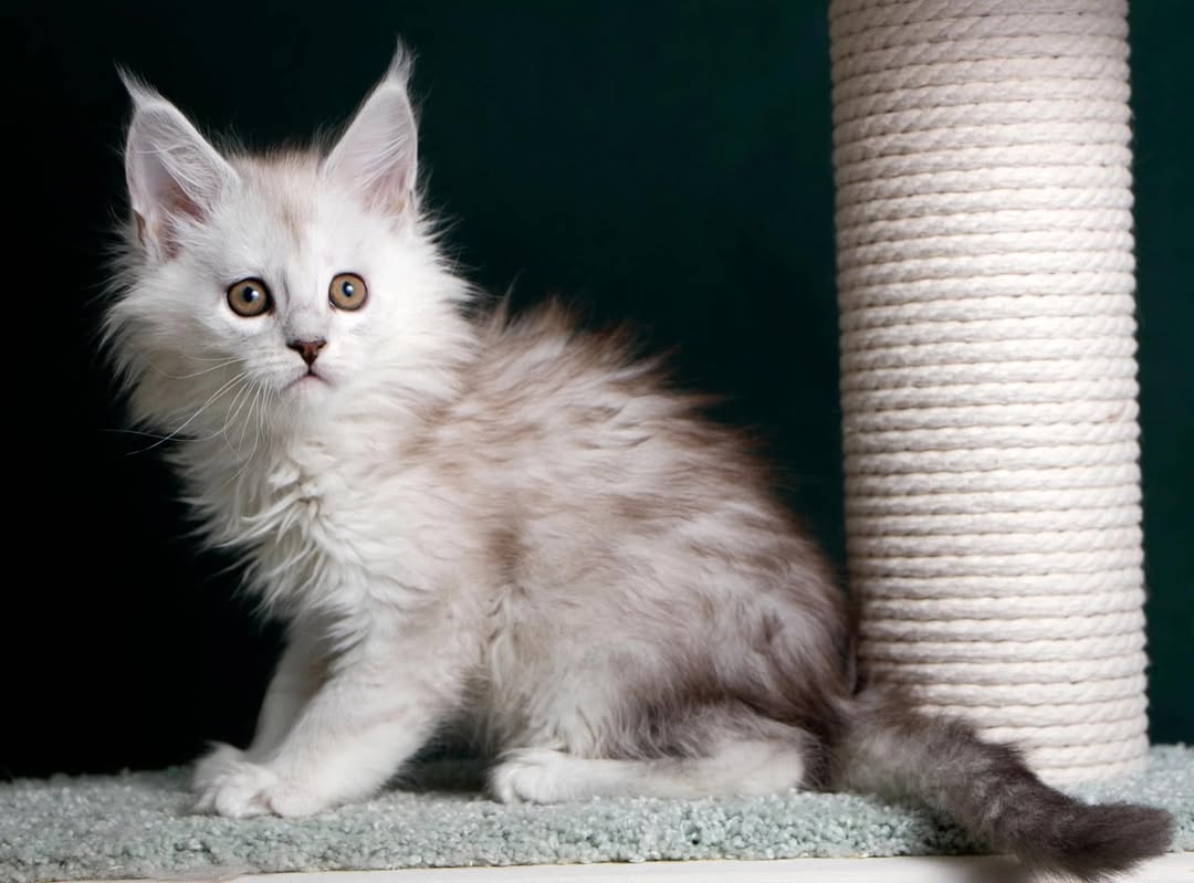 Maine Coon Image