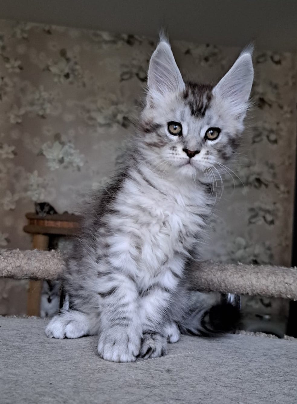 OLIVER MALE