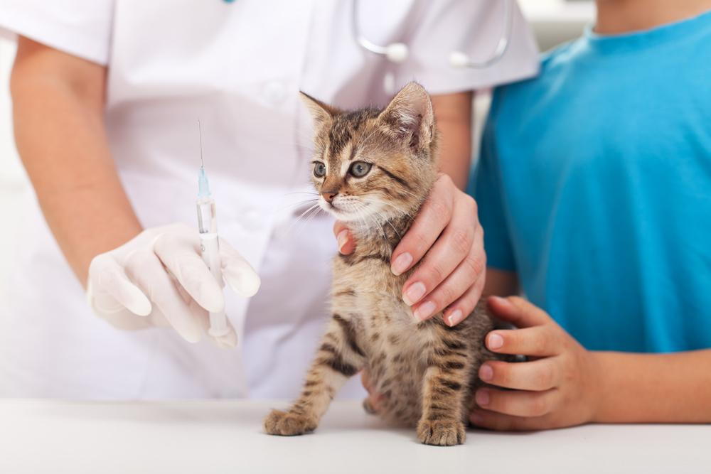 Maine Coon kitten health check