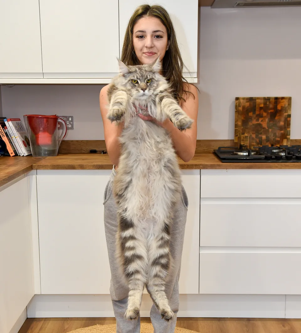 Beautiful Maine Coon kitten
