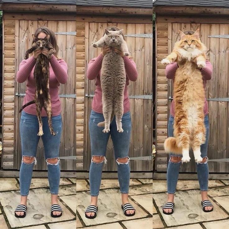 Beautiful Maine Coon kitten