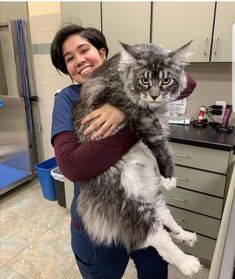 Beautiful Maine Coon kitten
