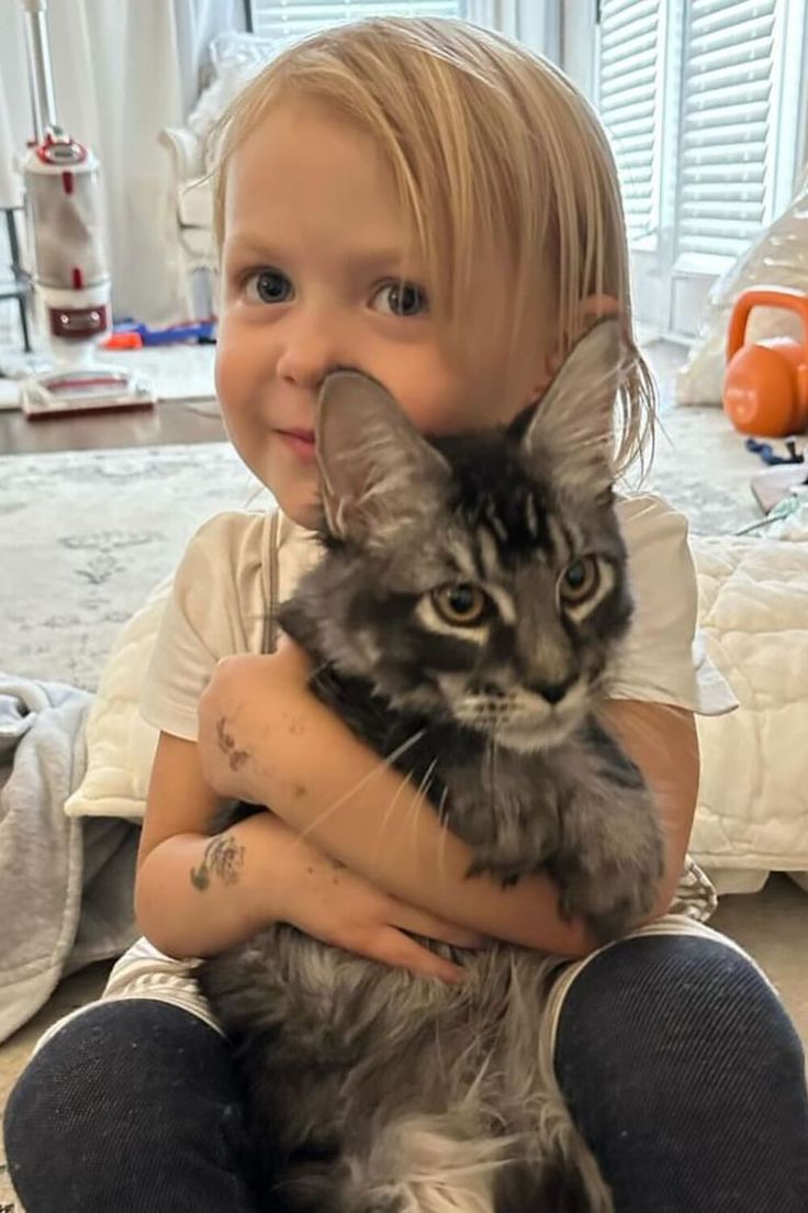 Beautiful Maine Coon kitten