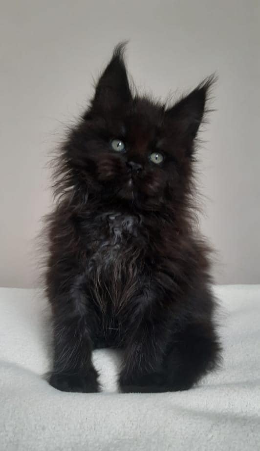 Happily Adopted Maine Coon: BECKY