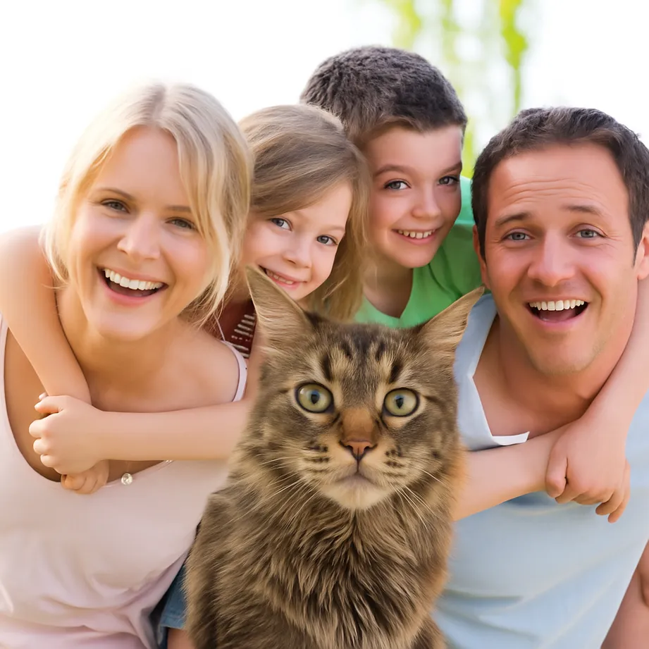 Beautiful Maine Coon kittens available for adoption