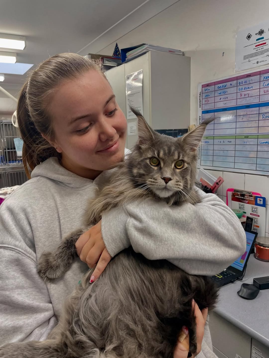 Beautiful Maine Coon kitten