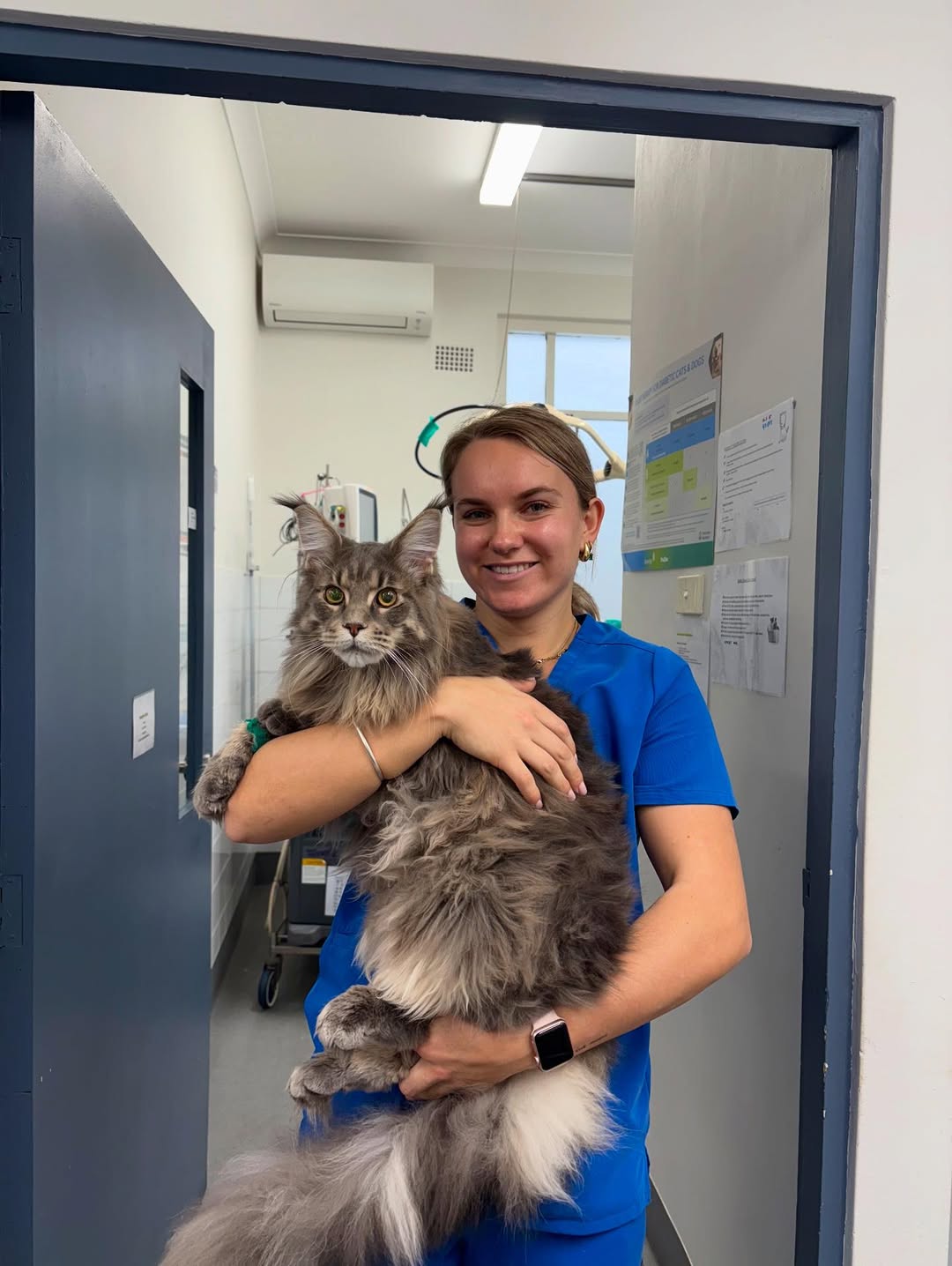 Beautiful Maine Coon kitten