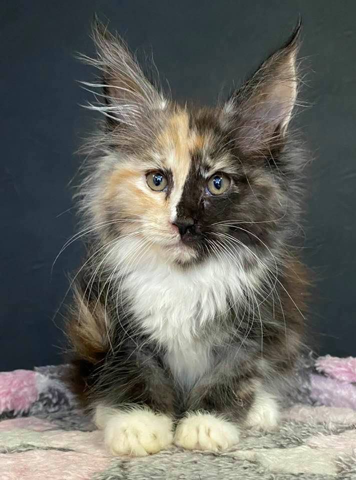 Happily Adopted Maine Coon: JOAN