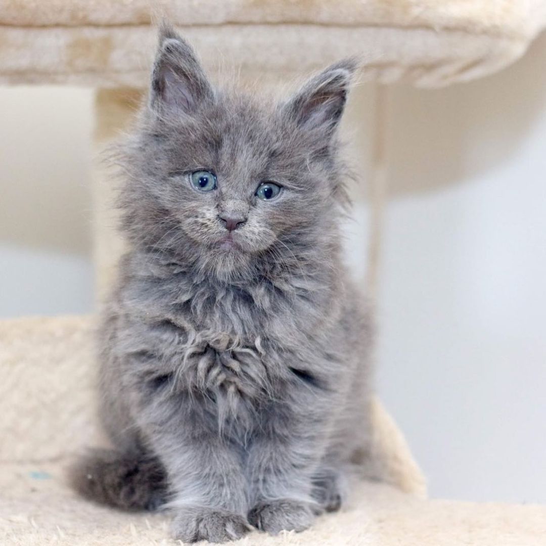 Happily Adopted Maine Coon: TONY