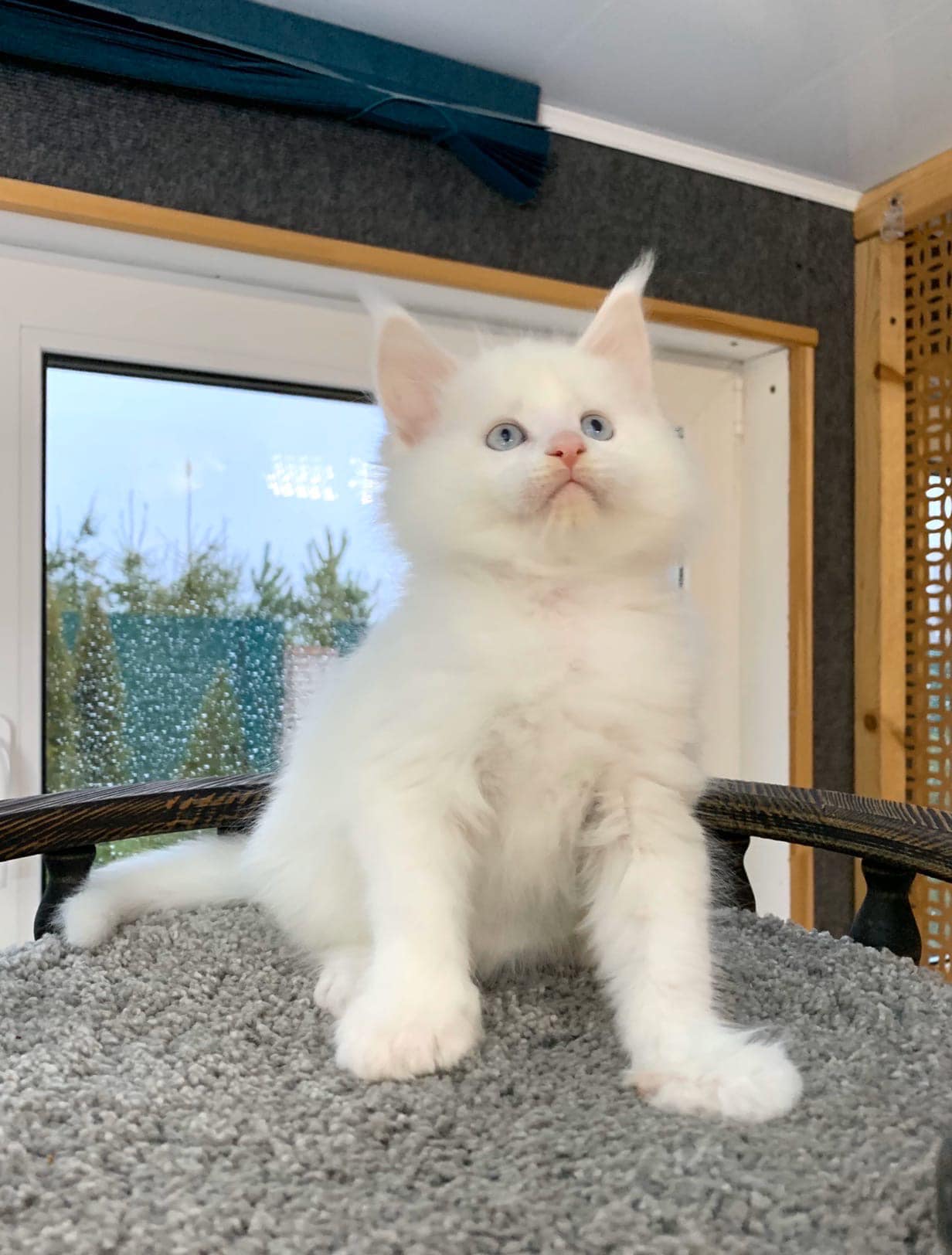 Happily Adopted Maine Coon: VANEL