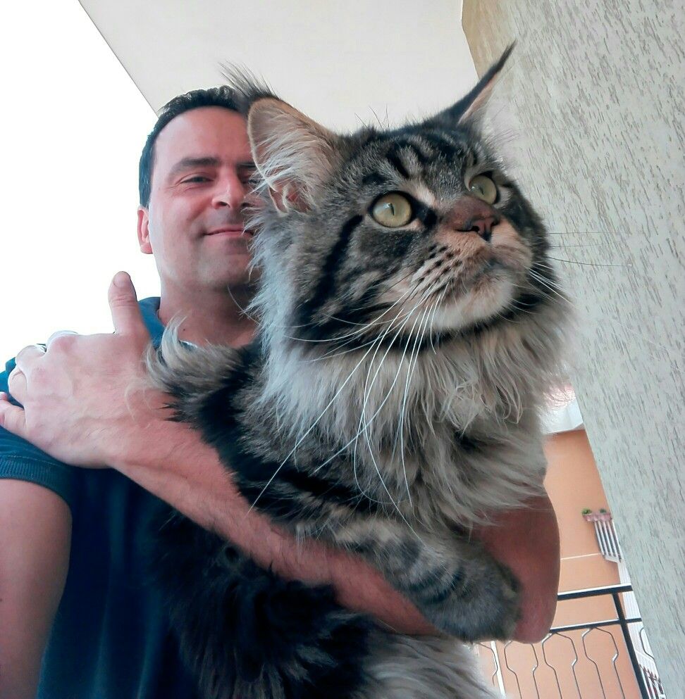 Beautiful Maine Coon kitten