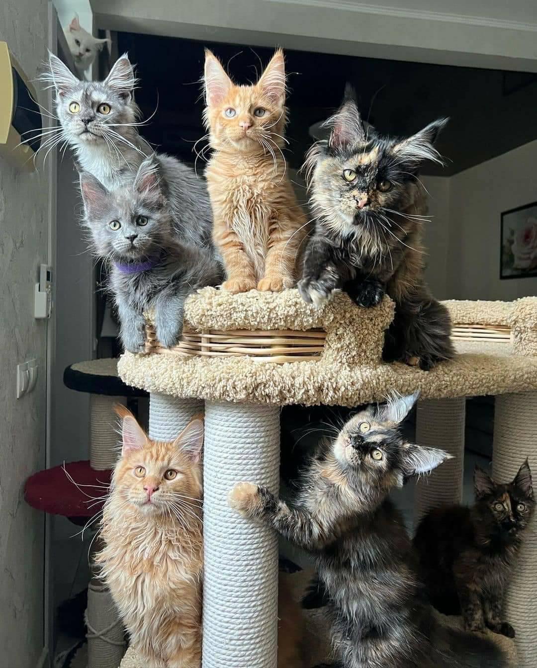 Maine Coon kitten hero
