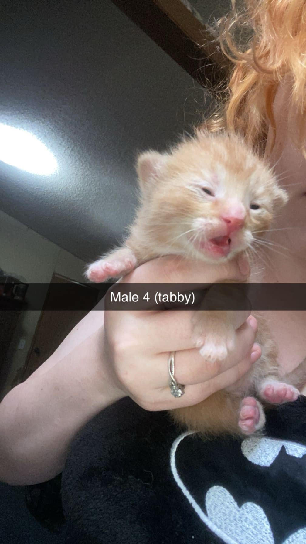 Beautiful Maine Coon kitten