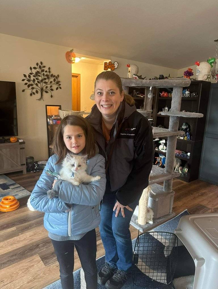 Beautiful Maine Coon kitten