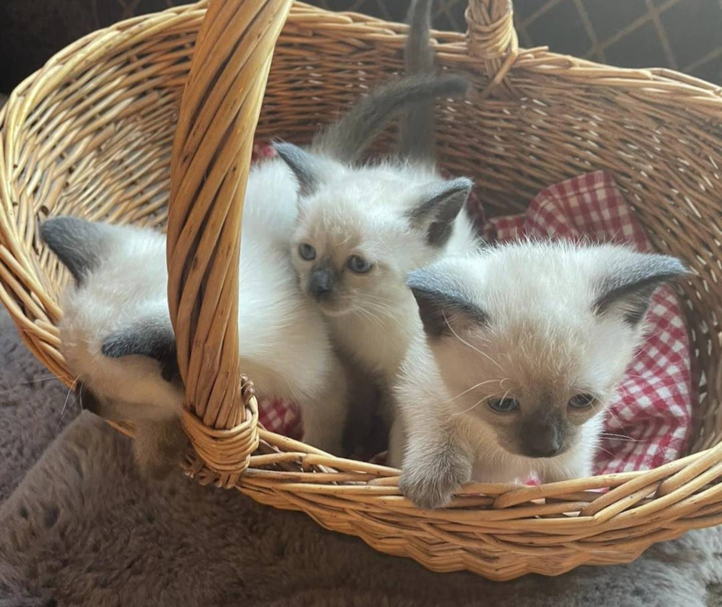 Beautiful Maine Coon kitten