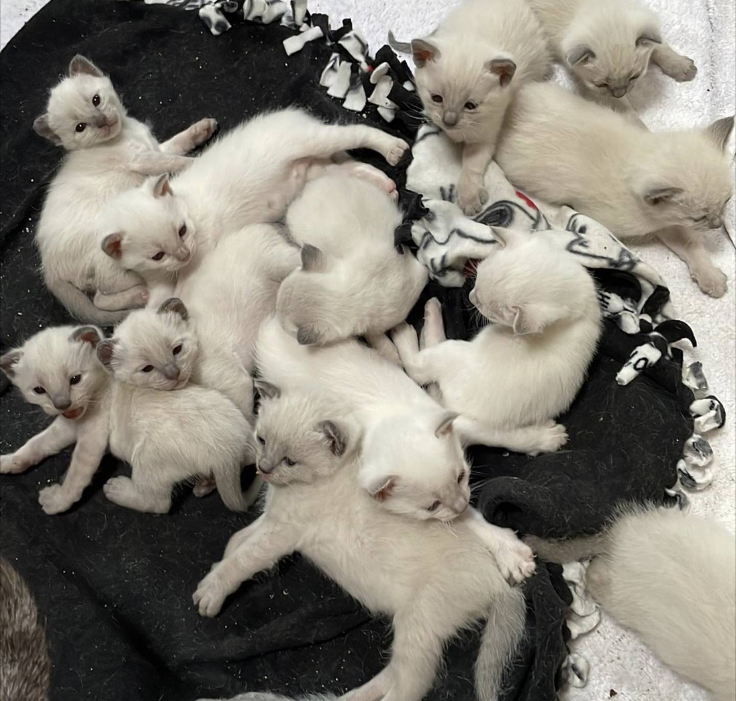 Beautiful Maine Coon kitten