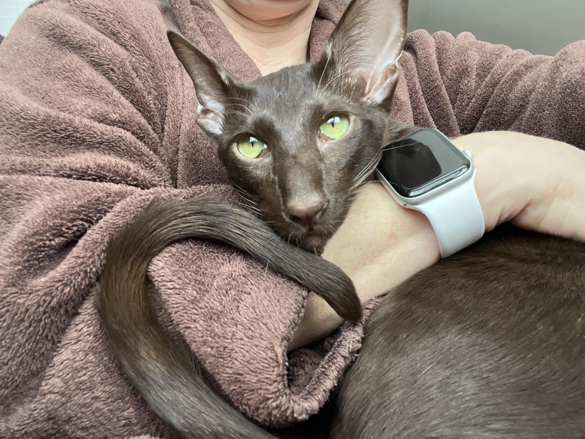 Beautiful Maine Coon kitten