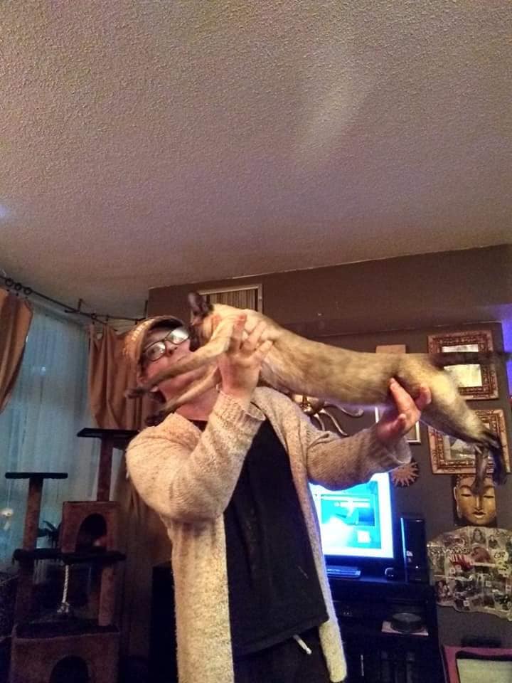 Beautiful Maine Coon kitten