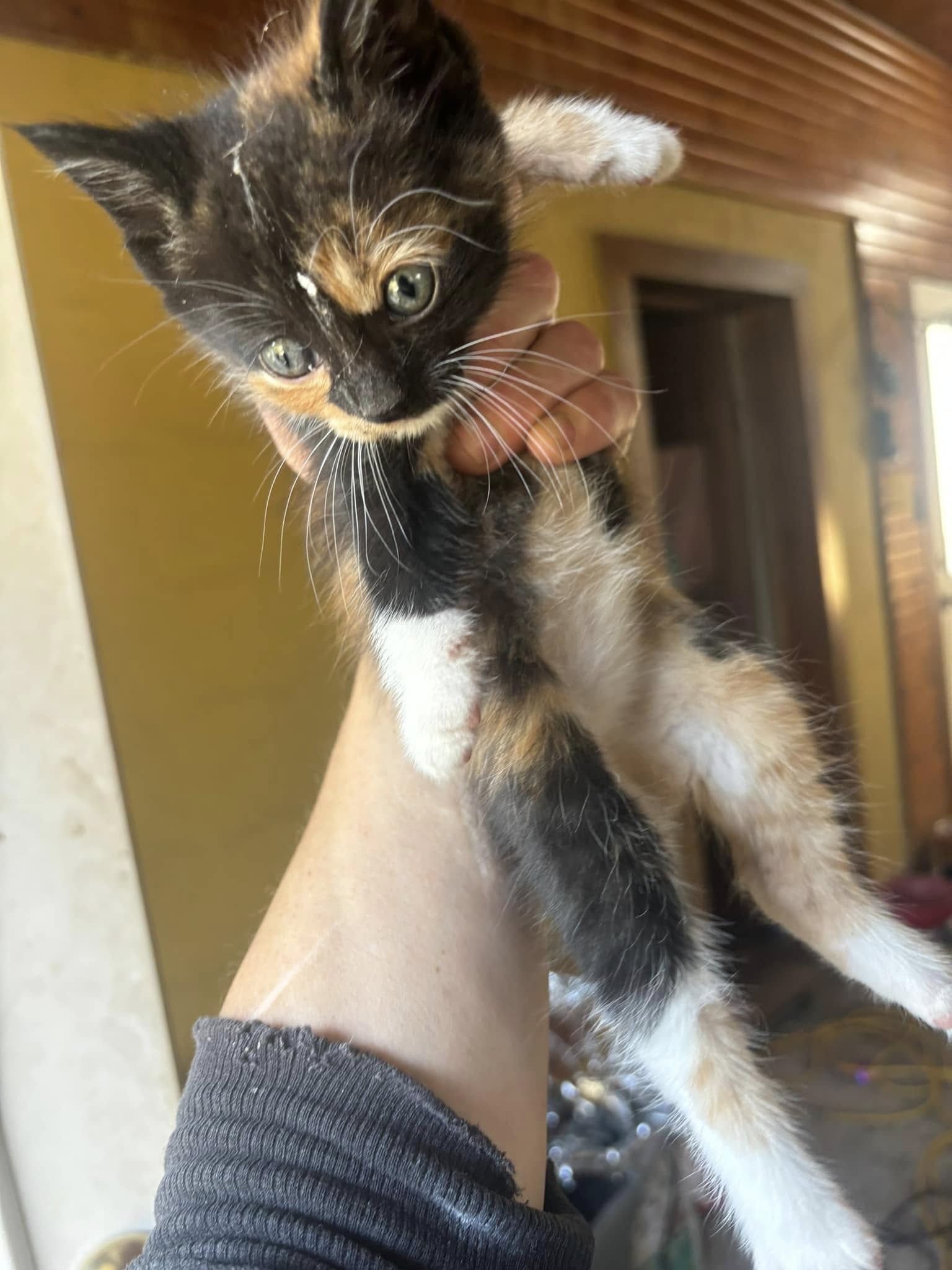 Beautiful Maine Coon kitten