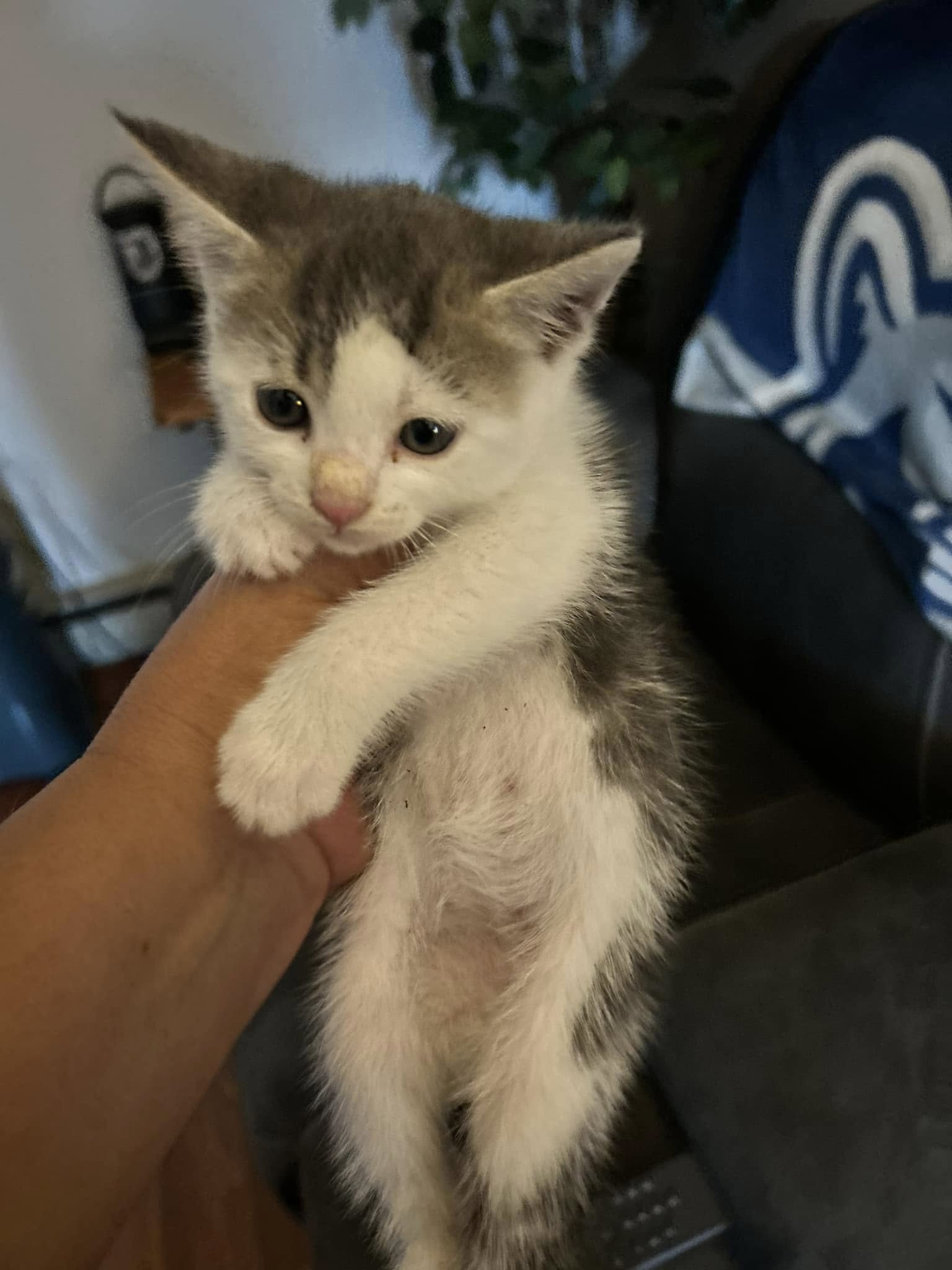Beautiful Maine Coon kitten