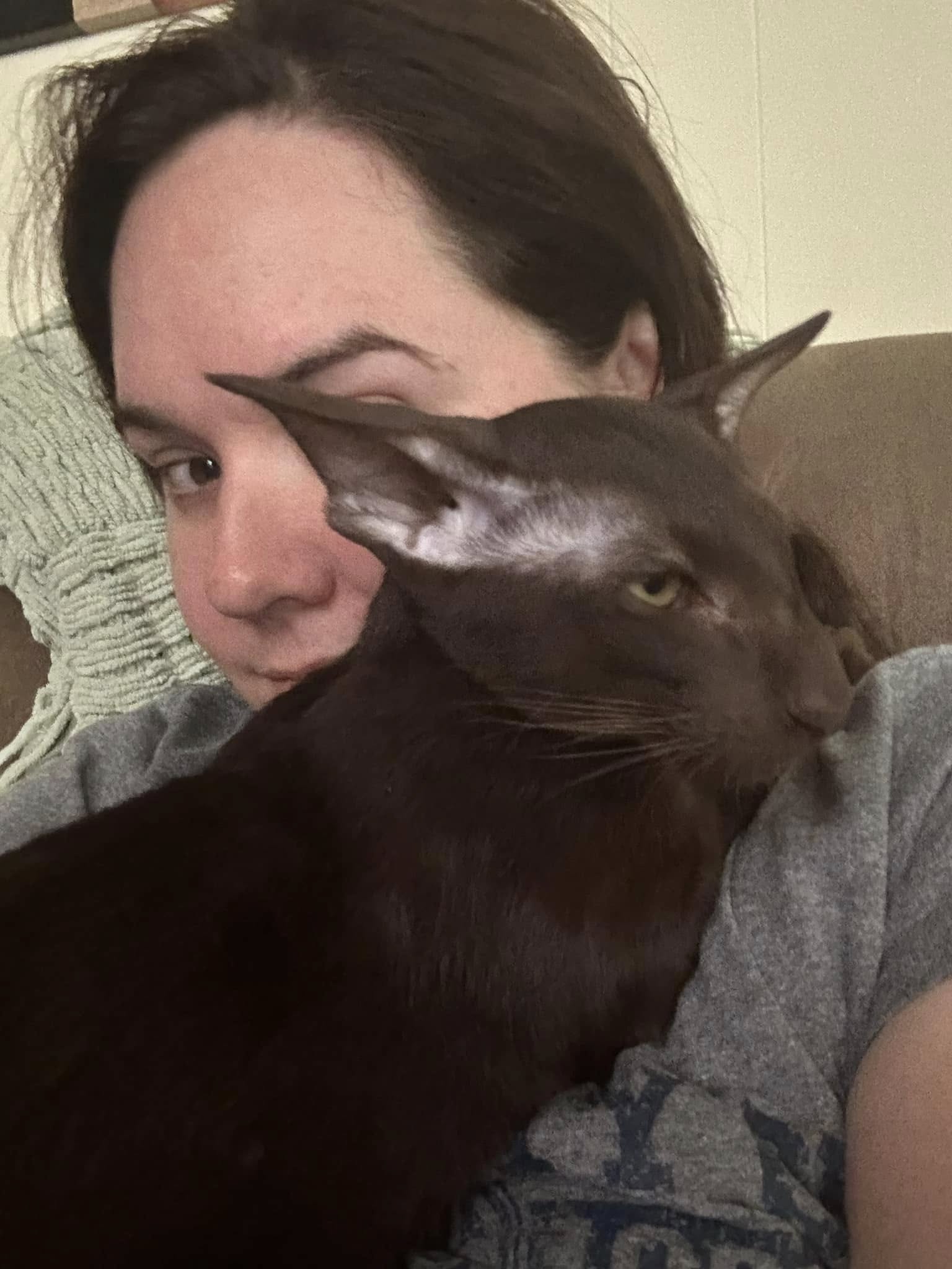 Beautiful Maine Coon kitten