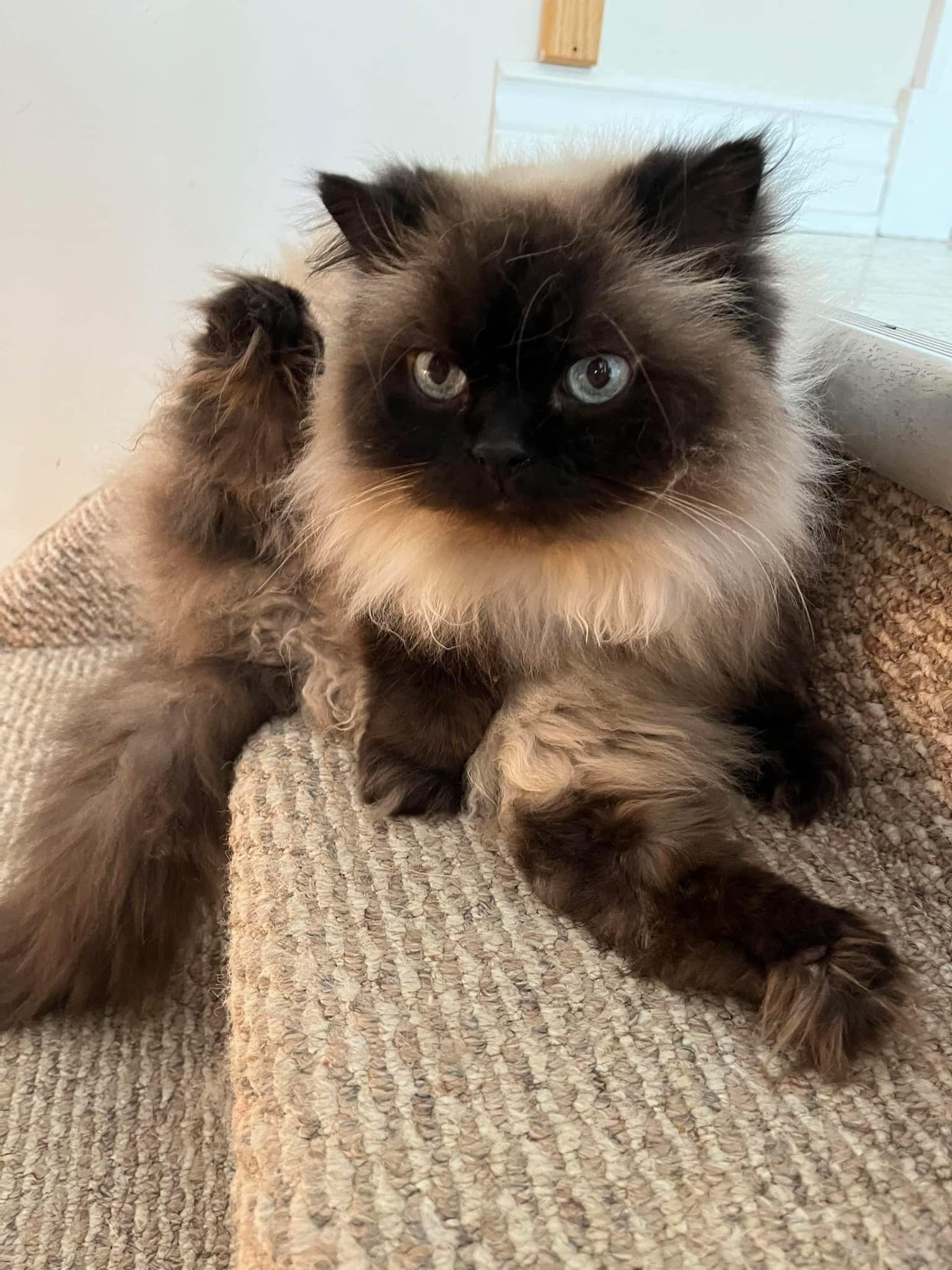 Ragdoll kitten hero image