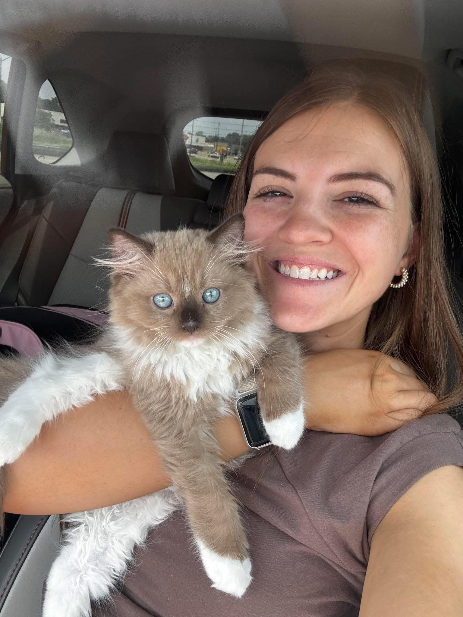 Beautiful Maine Coon kitten