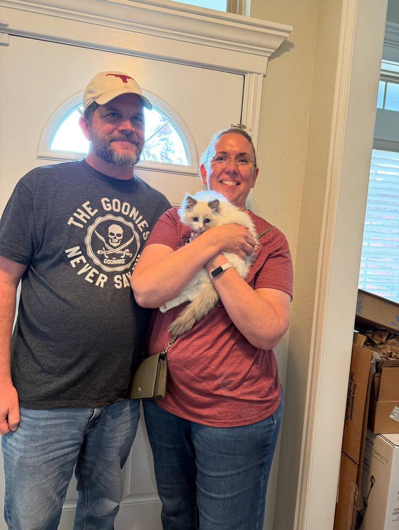 Beautiful Maine Coon kitten