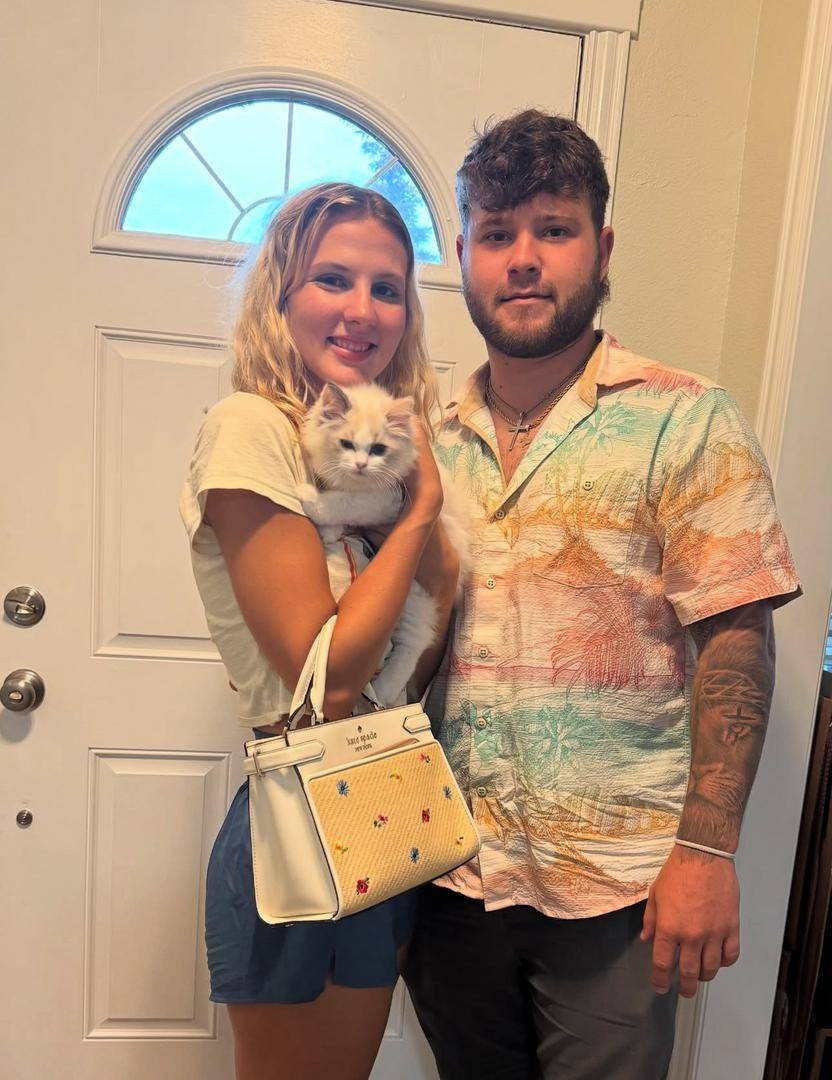 Beautiful Maine Coon kitten