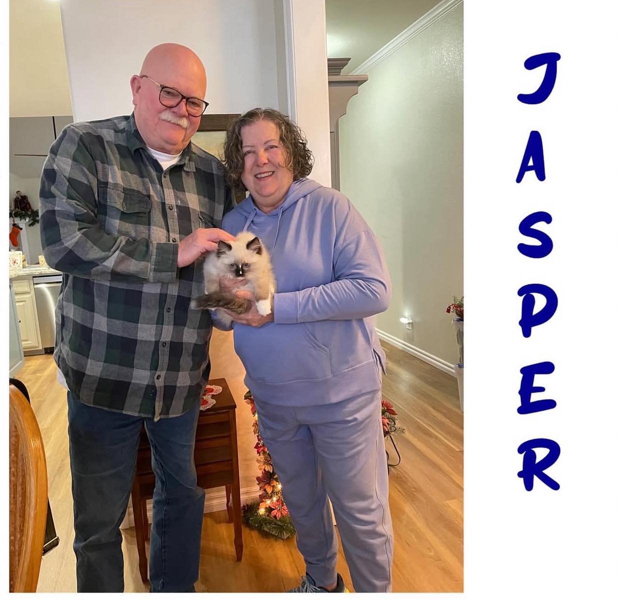 Beautiful Maine Coon kitten