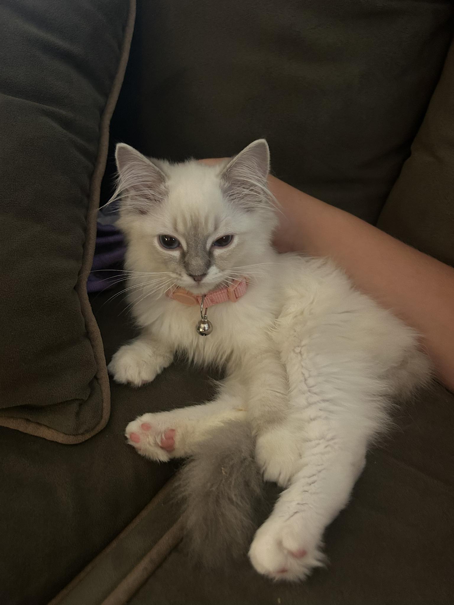 Beautiful Maine Coon kitten