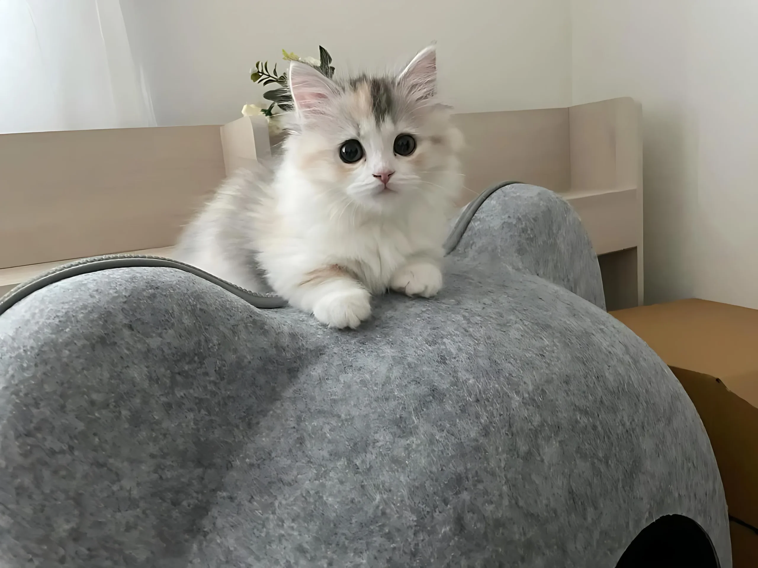ABIGAIL — Female Ragdoll kitten