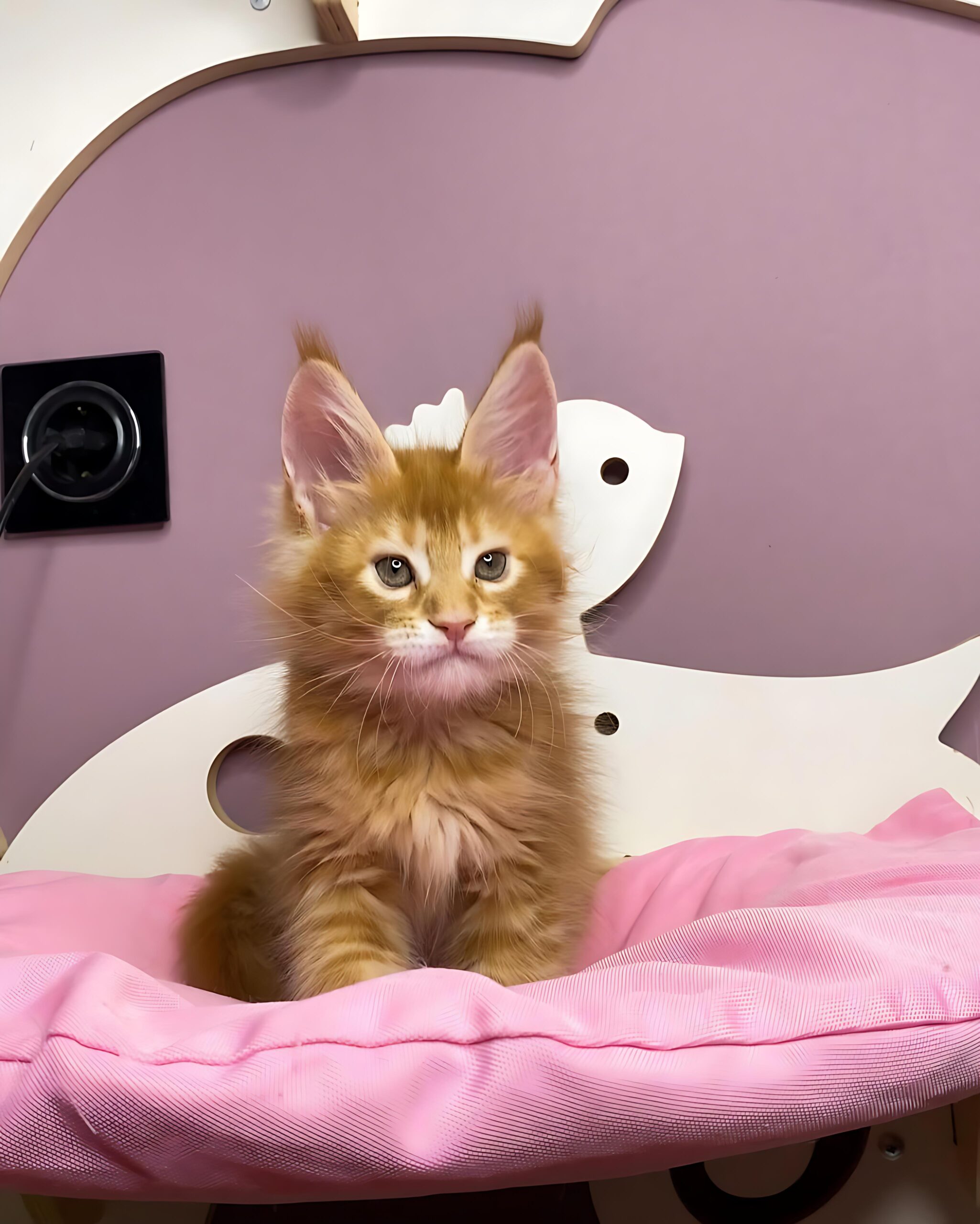 ANECIT — Male Maine Coon kitten