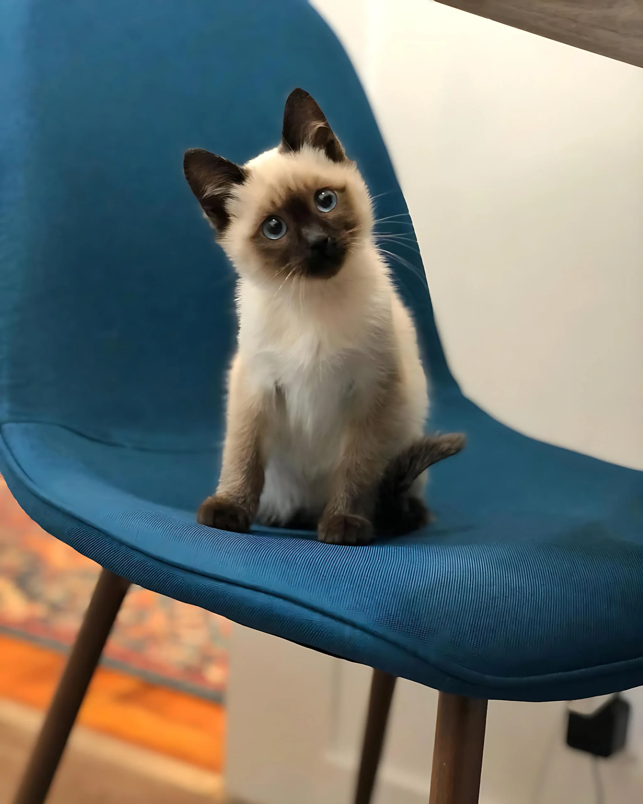 ANSELM — Male Siamese kitten
