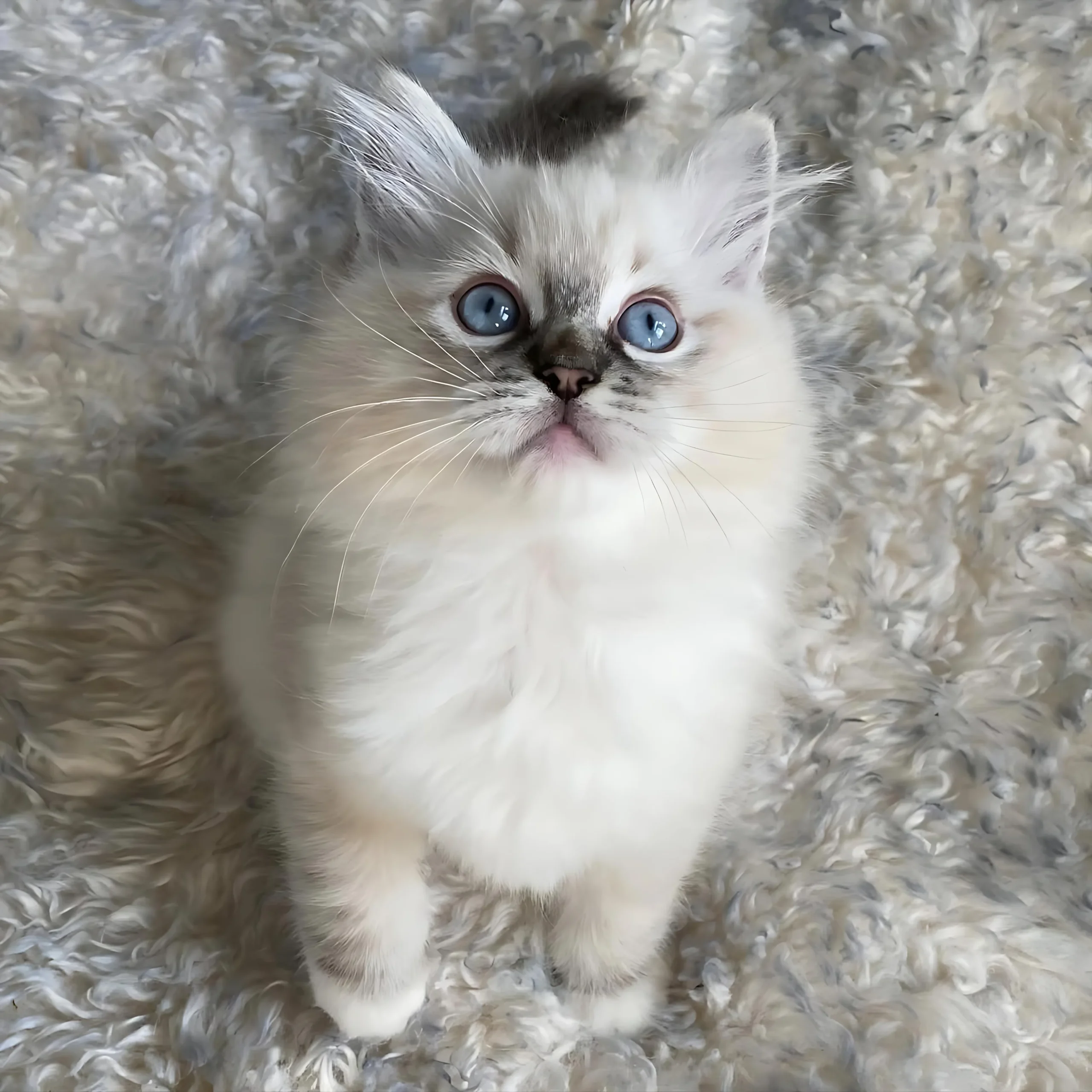 BELLA — Female Ragdoll kitten