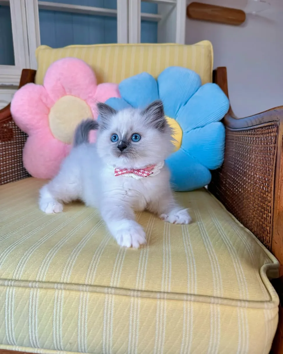 BRUCE — Male Ragdoll kitten