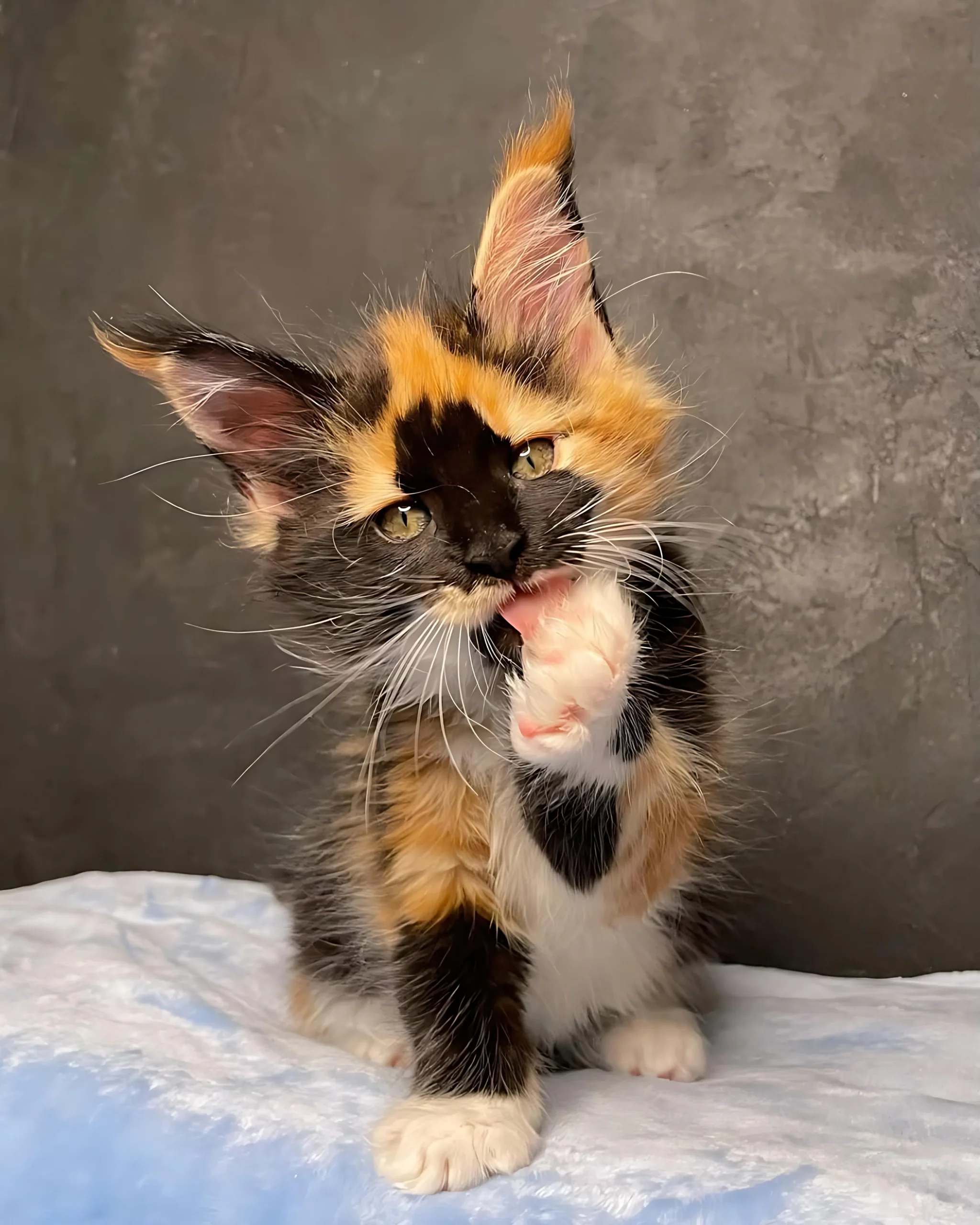 CINDY — Female Maine Coon kitten