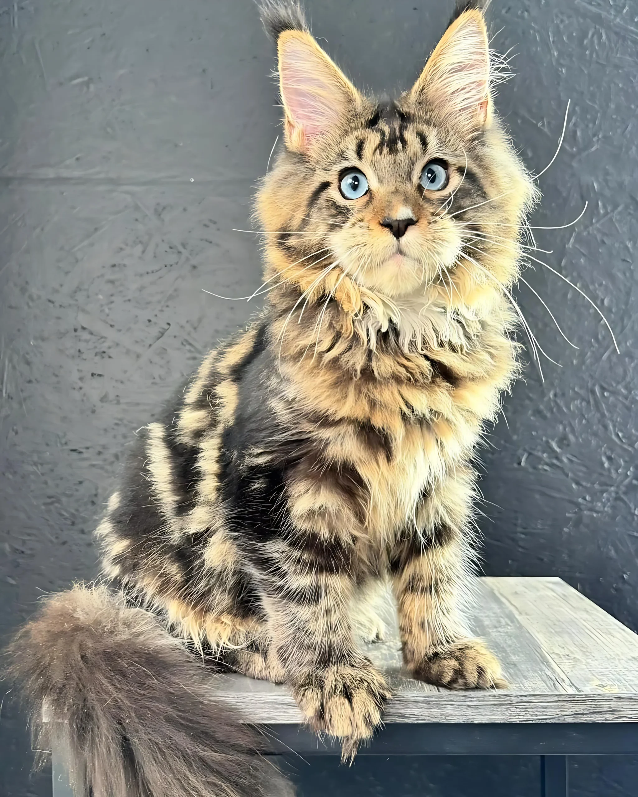 COOPER — Male Maine Coon kitten