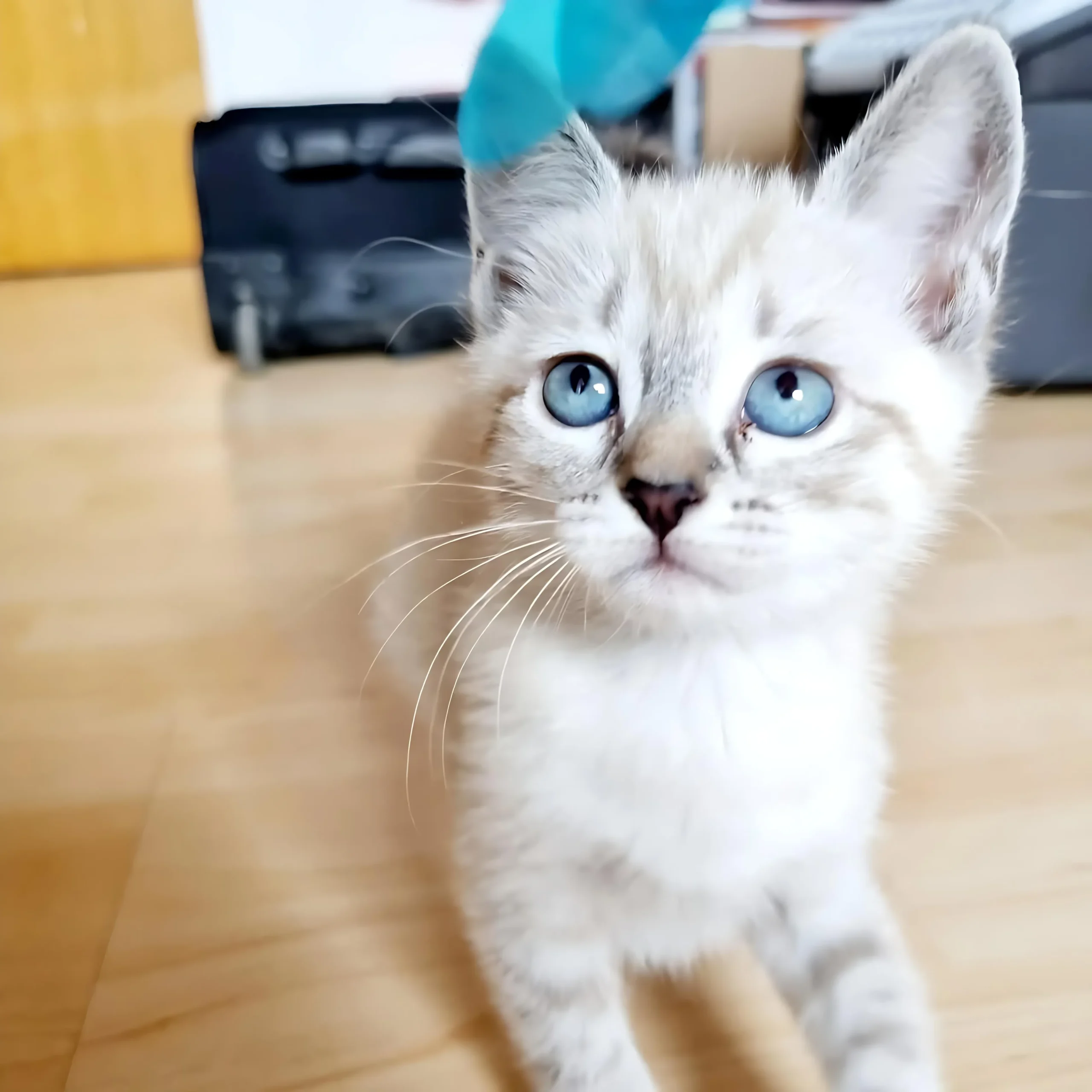 DAISY — Female Siamese kitten