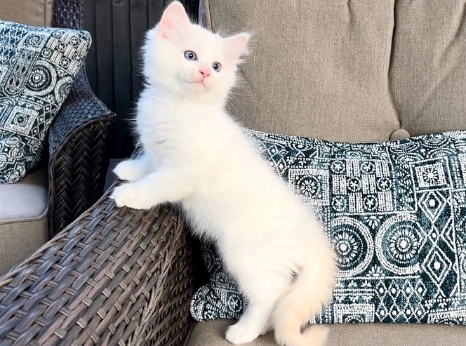 DANTE — Male Ragdoll kitten