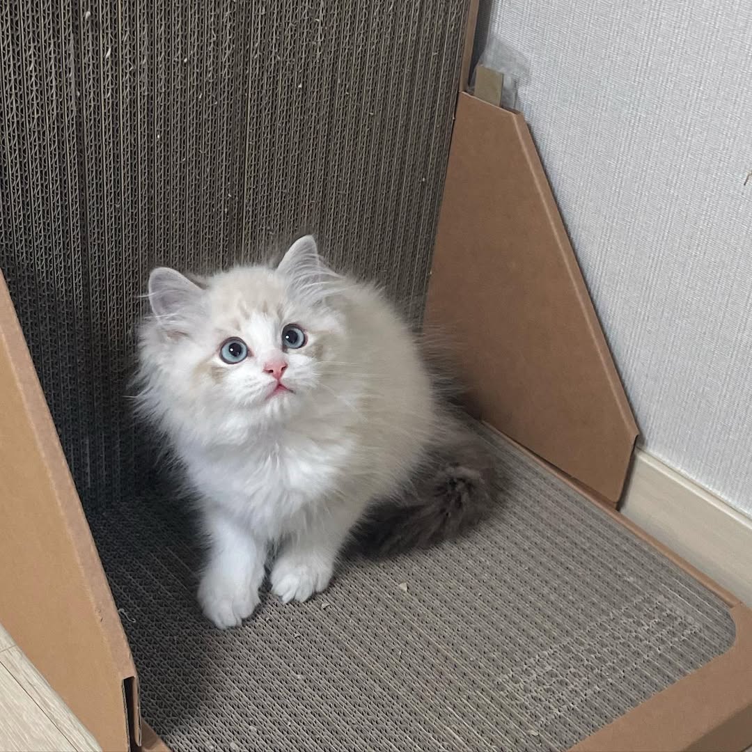 ESTHER — Female Ragdoll kitten