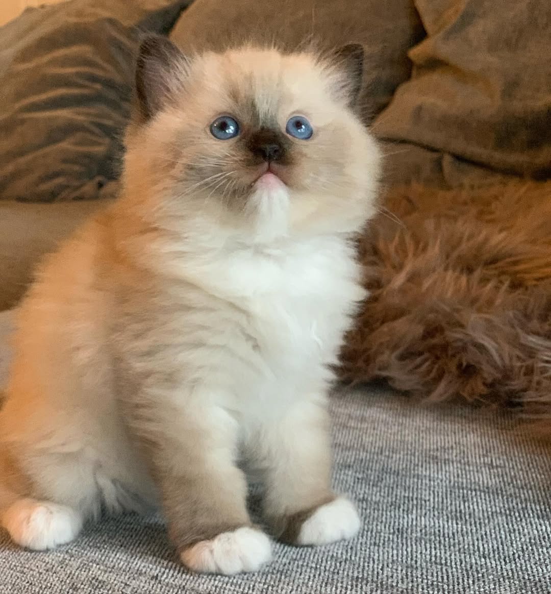 FREDO — Male Ragdoll kitten