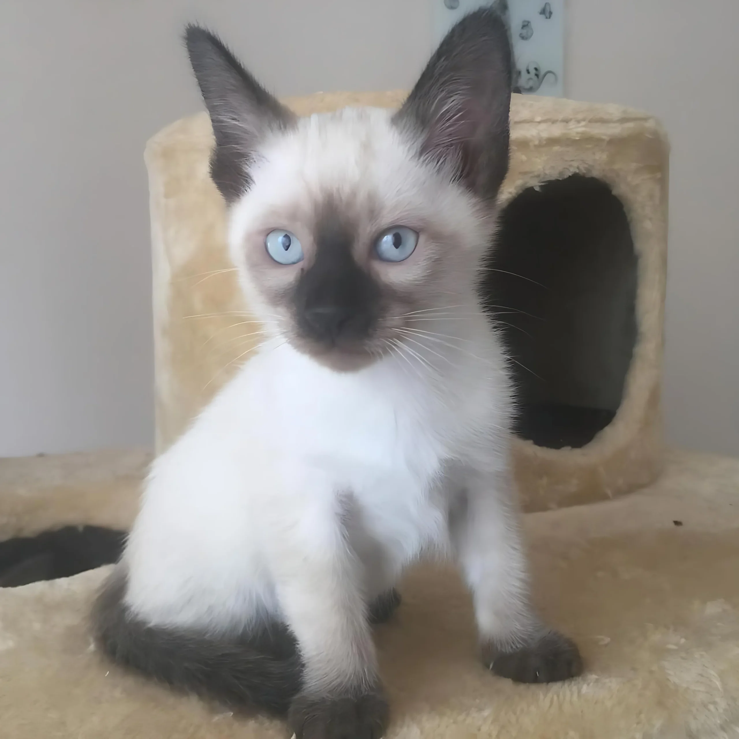 GEORGE — Male Siamese kitten