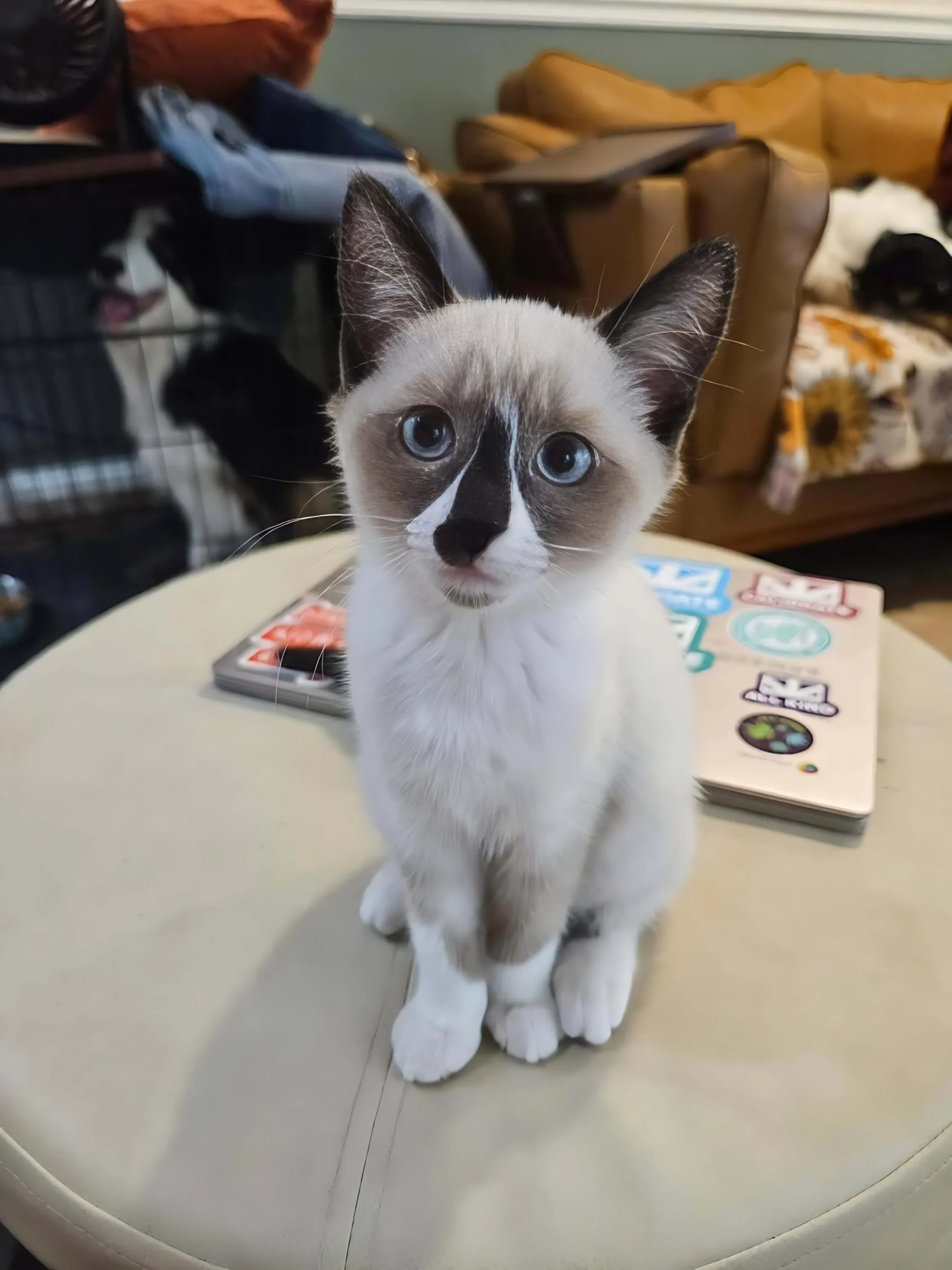 GWEN — Female Siamese kitten