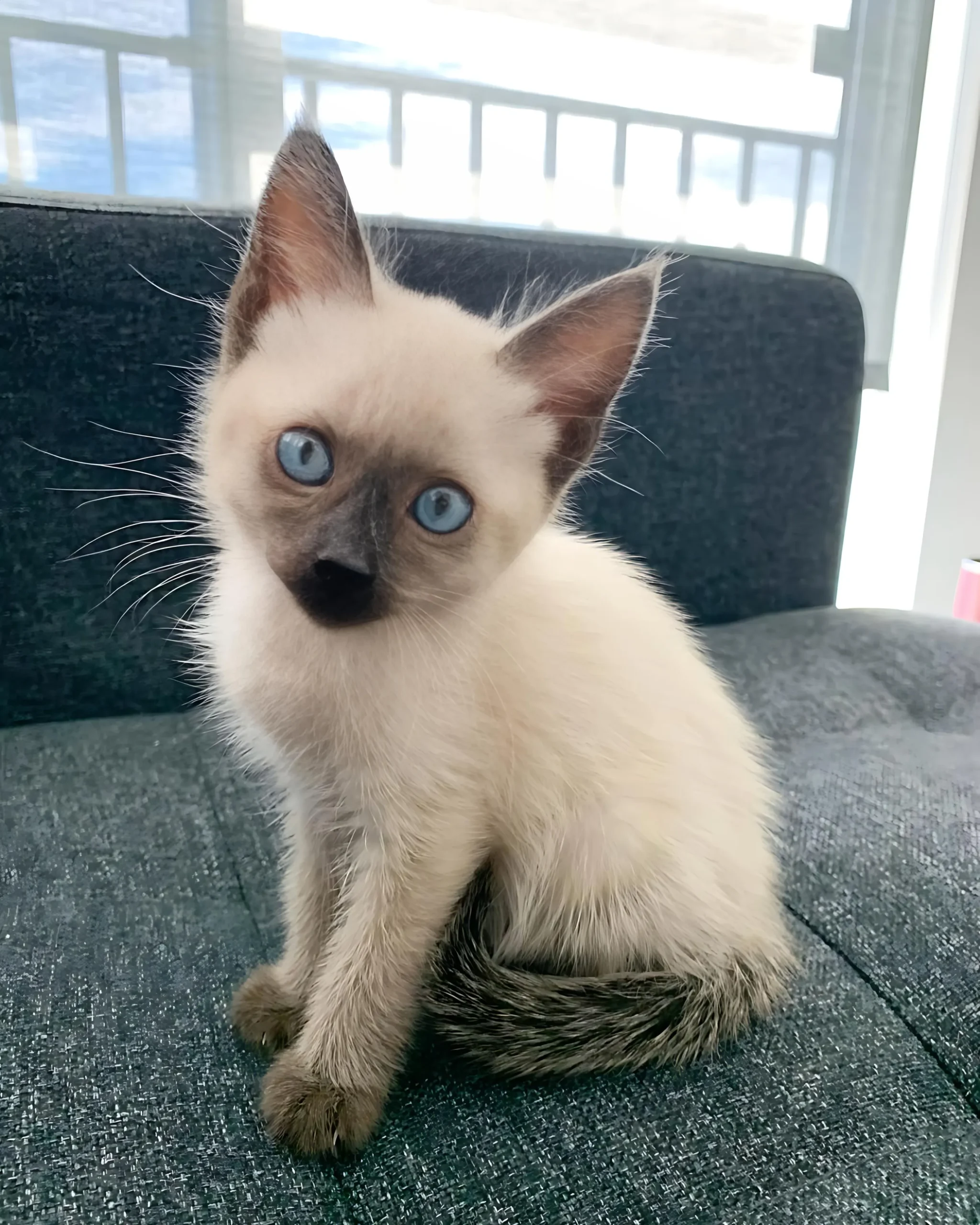 HIJO — Male Siamese kitten